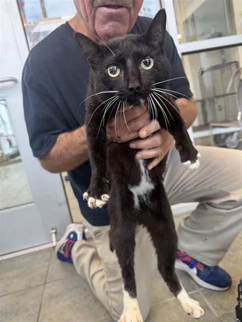 A young small-sized male Domestic Short Hair cat named Tomas for adoption in San Antonio, TX