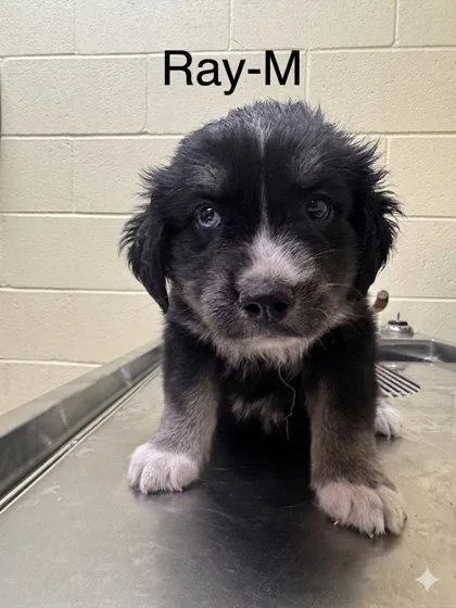 A baby small-sized male Mixed Breed dog named Ray for adoption in Guntersville, AL