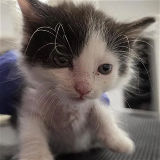 A baby small-sized male Domestic Short Hair cat named Bear for adoption in Indianapolis, IN
