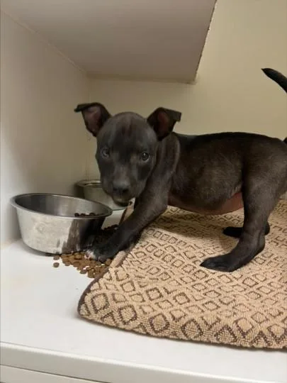 A baby small-sized female Labrador Retriever dog named Figgy for adoption in Texas City, TX