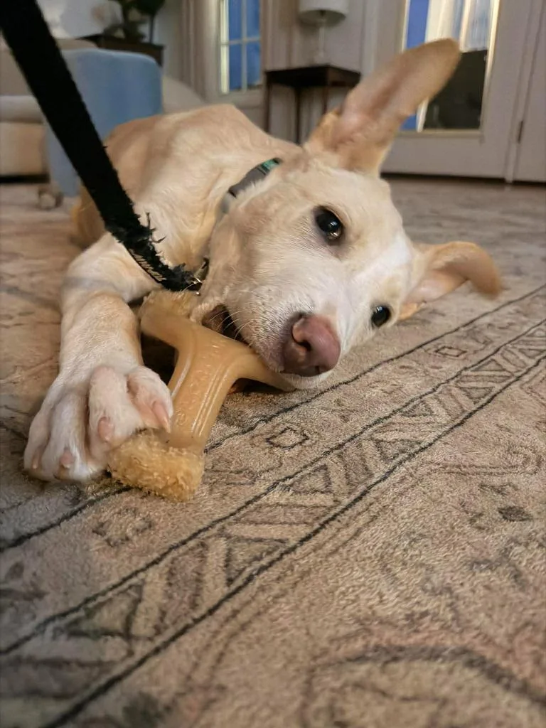 A baby large-sized male Labrador Retriever dog named Theodore for adoption in Lexington, KY