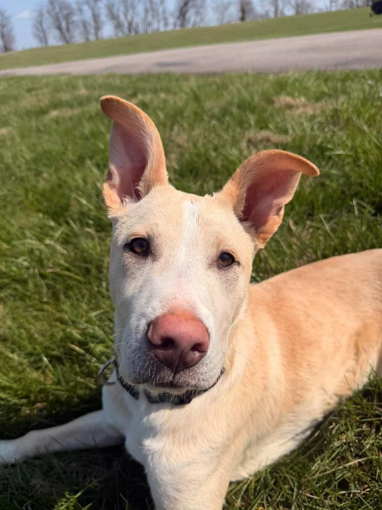 Theodore thumbnail 2