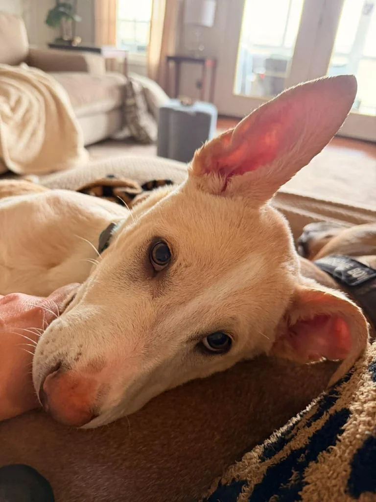 Theodore thumbnail 3