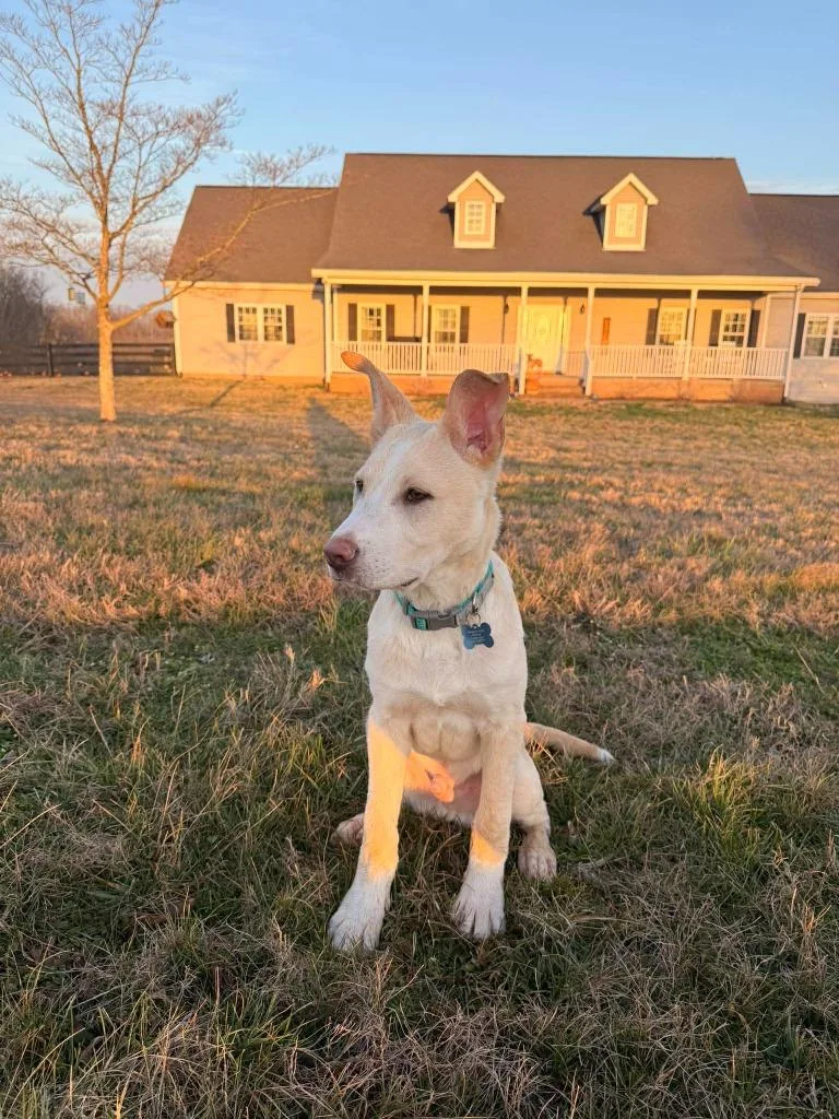 Theodore thumbnail 4