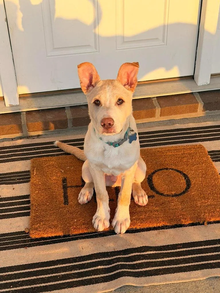 Theodore thumbnail 5