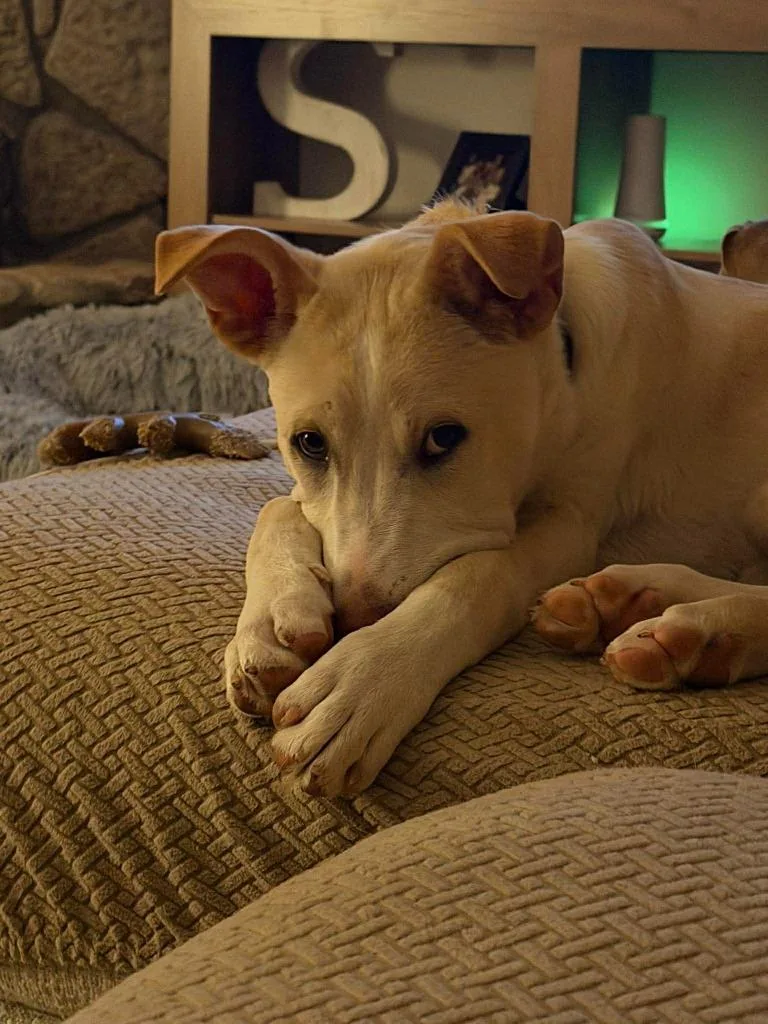 Theodore thumbnail 6