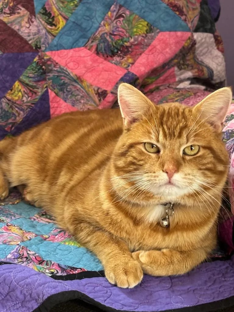 A young medium-sized male Domestic Short Hair cat named Jimmy for adoption in Hagaman, NY