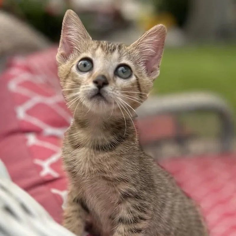 A baby medium-sized female Tabby (Buff / Tan / Fawn) Domestic Short Hair cat named Verna for adoption in Memphis, TN