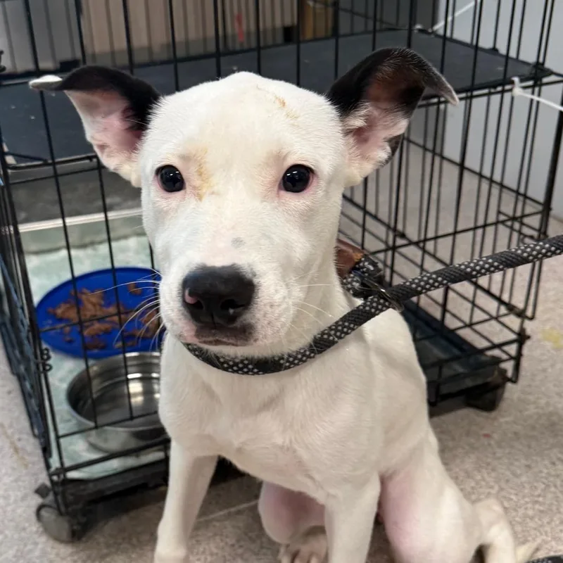 A young medium-sized female Pit Bull Terrier dog named Speckles for adoption in Horn Lake, MS