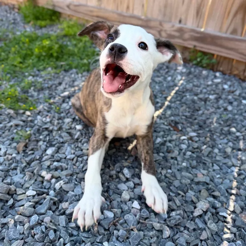 A baby small-sized female Brindle Pit Bull Terrier dog named Dory for adoption in Pasadena , MD