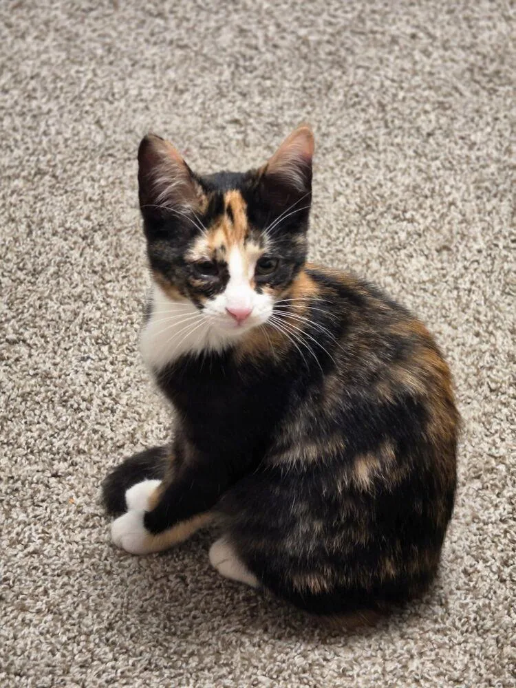 A baby small-sized female Domestic Short Hair cat named Fidget for adoption in Ferndale, MI