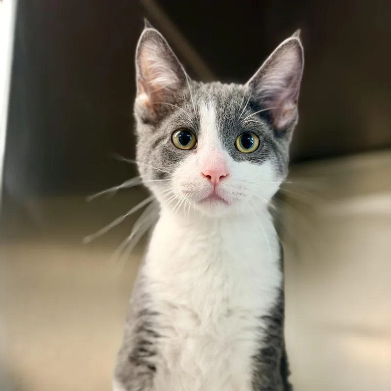 A baby medium-sized male Gray & White Domestic Short Hair cat named Eeyore for adoption in Jackson, NJ