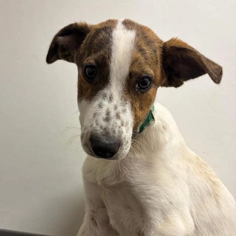 A baby large-sized male White / Cream Cattle Dog dog named Tolkien for adoption in Austin, TX