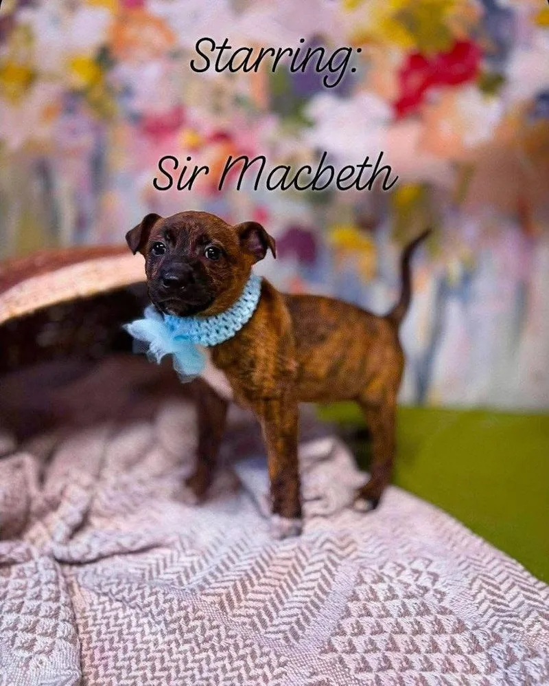 Sir Macbeth thumbnail 2