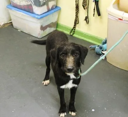 A young medium-sized male German Wirehaired Pointer dog named Saint for adoption in Picayune, MS