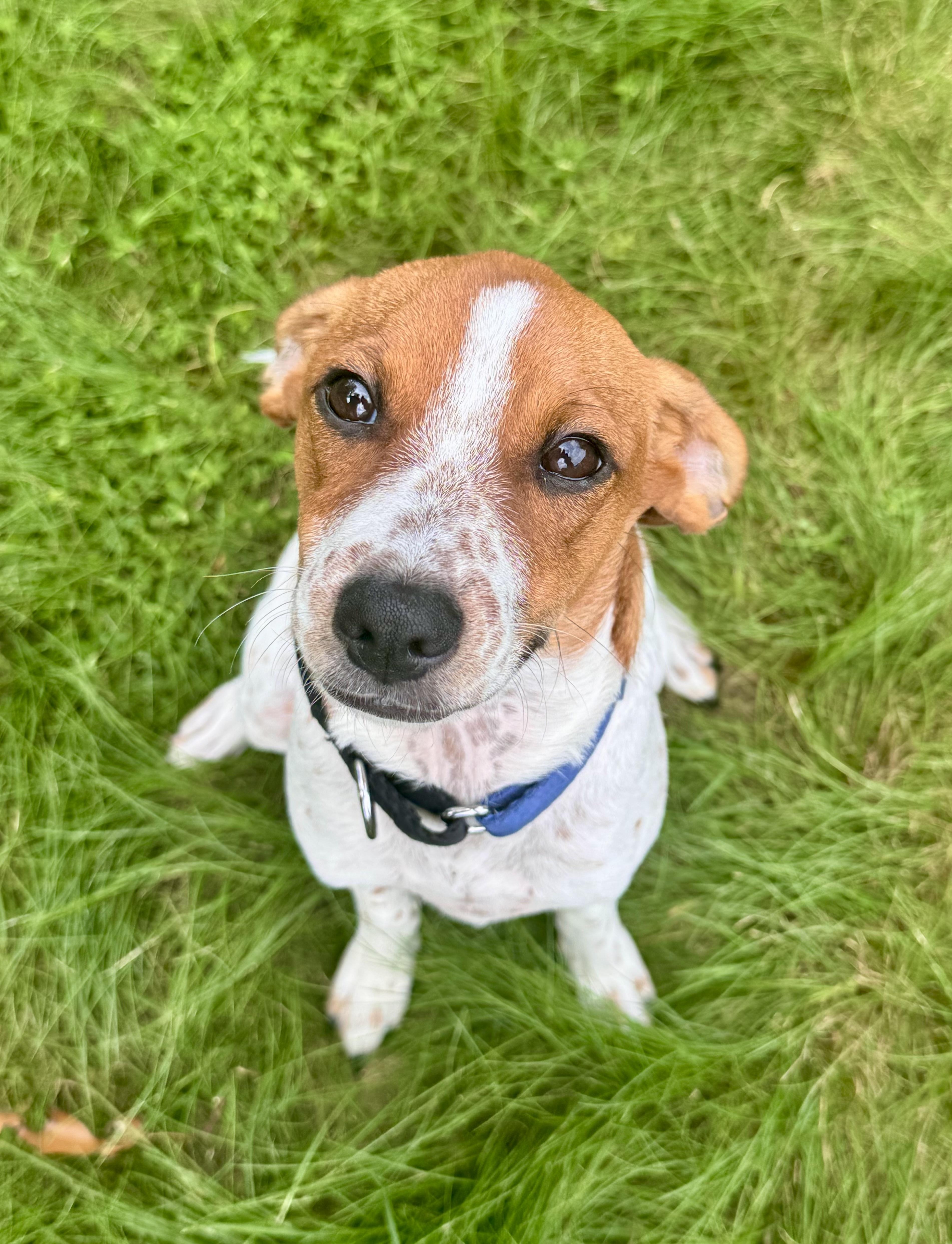 A baby medium-sized male Golden Terrier dog named Scooby for adoption in Seale, AL