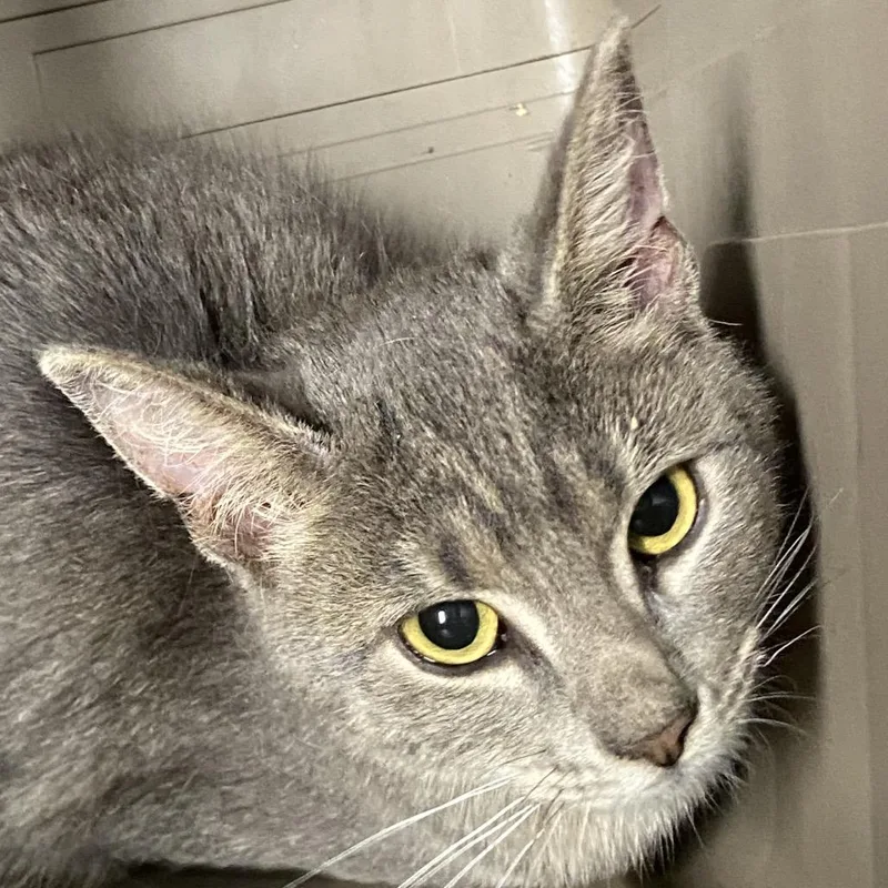 A young small-sized male Domestic Short Hair cat named Sosa for adoption in Allentown, PA