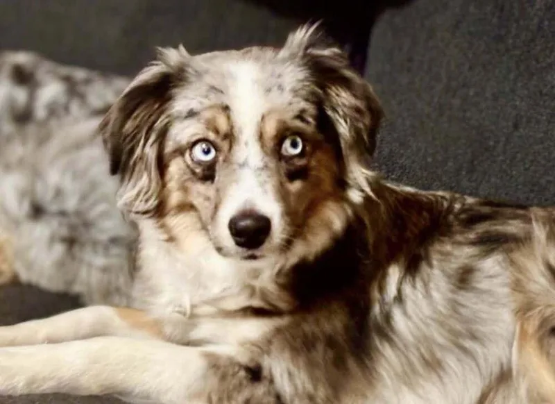 An adult small-sized female Australian Shepherd dog named Journey for adoption in Wolcott, CT