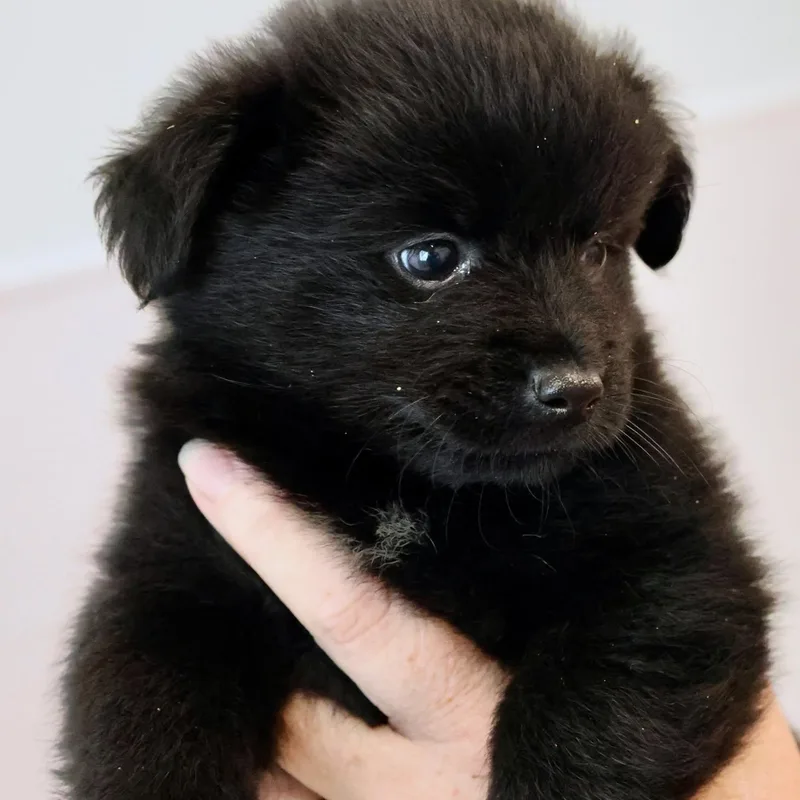 LuLu