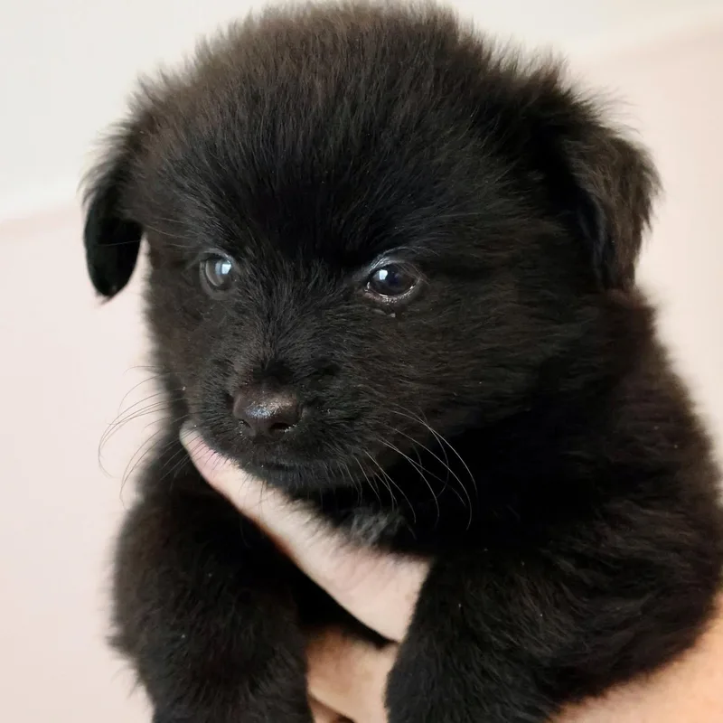 LuLu thumbnail 3