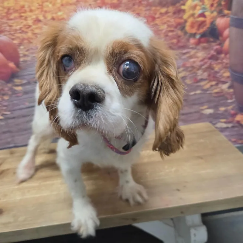 An adult small-sized female White / Cream Cocker Spaniel dog named Ginny for adoption in Normal, IL