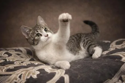 A baby small-sized male Domestic Short Hair cat named Chestnut for adoption in Wilkesboro, NC