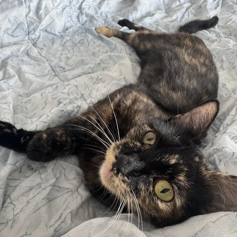 A young medium-sized female Domestic Short Hair cat named Bisque for adoption in Brooklyn, NY