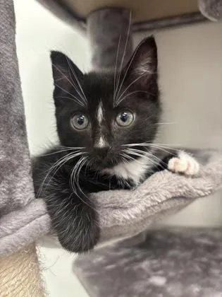 A young small-sized male Domestic Short Hair cat named Turbo for adoption in Daphne, AL
