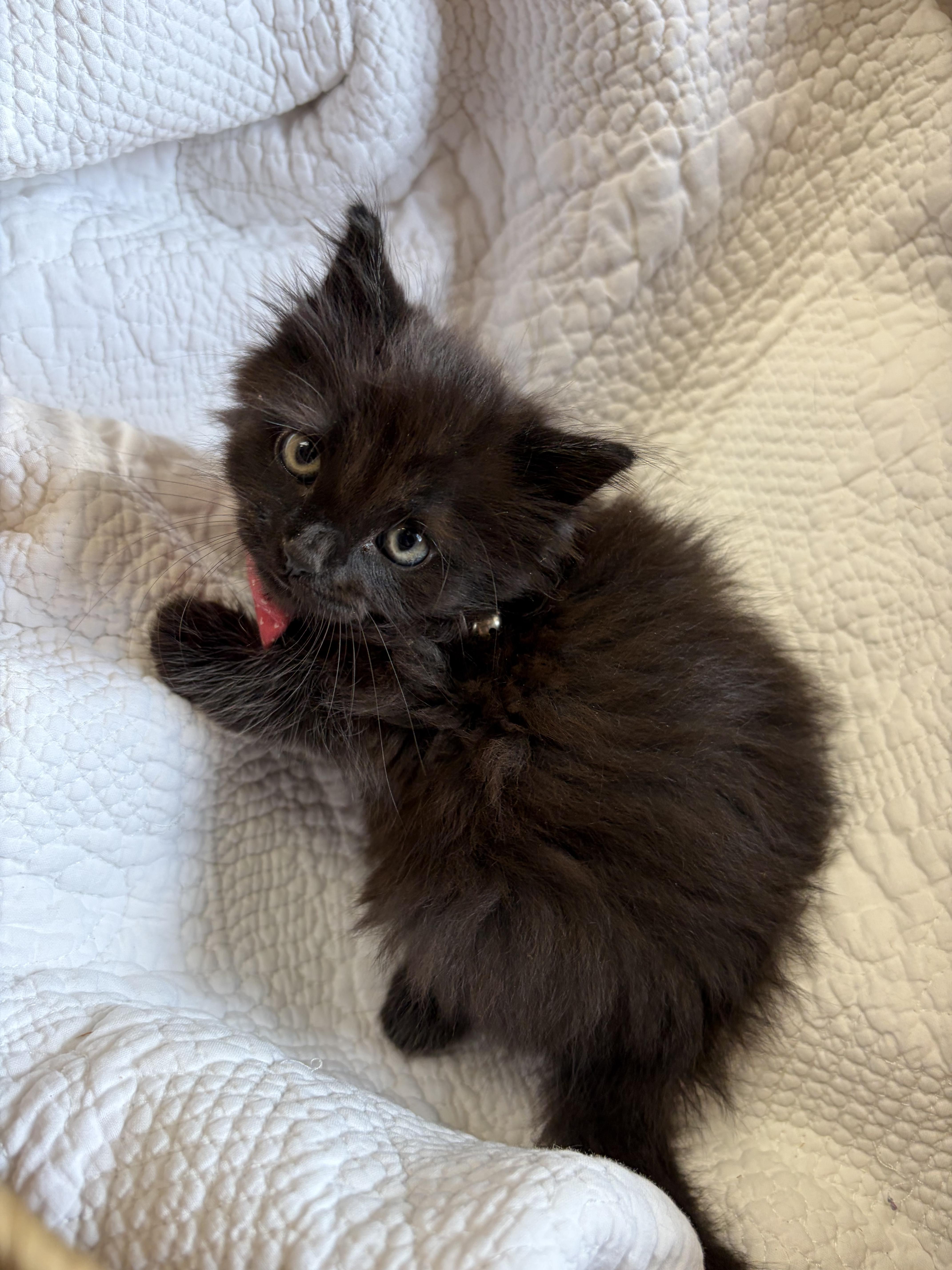 A baby medium-sized male Black Domestic Medium Hair cat named Raisin for adoption in Greensboro, NC