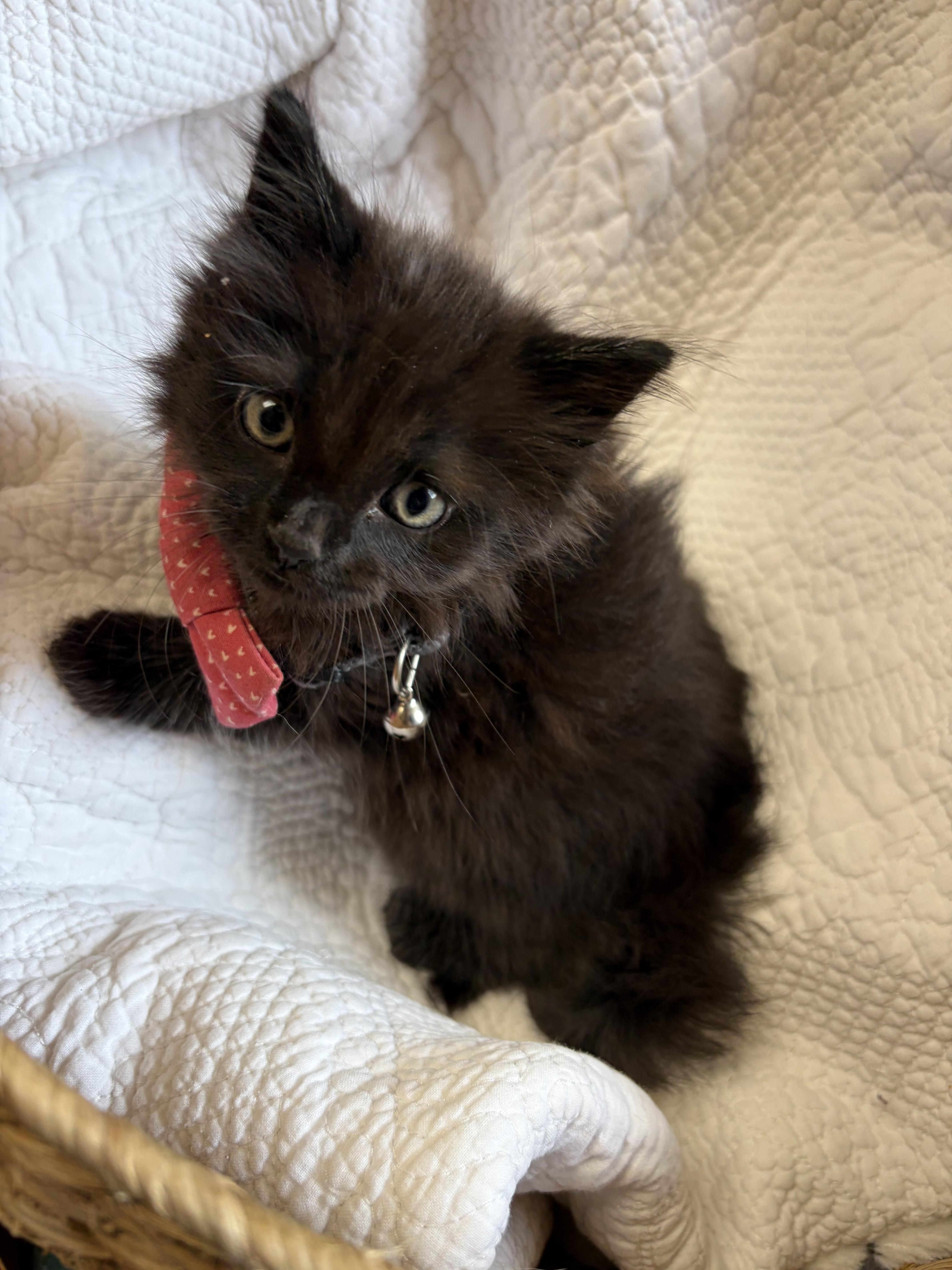 Raisin thumbnail 3
