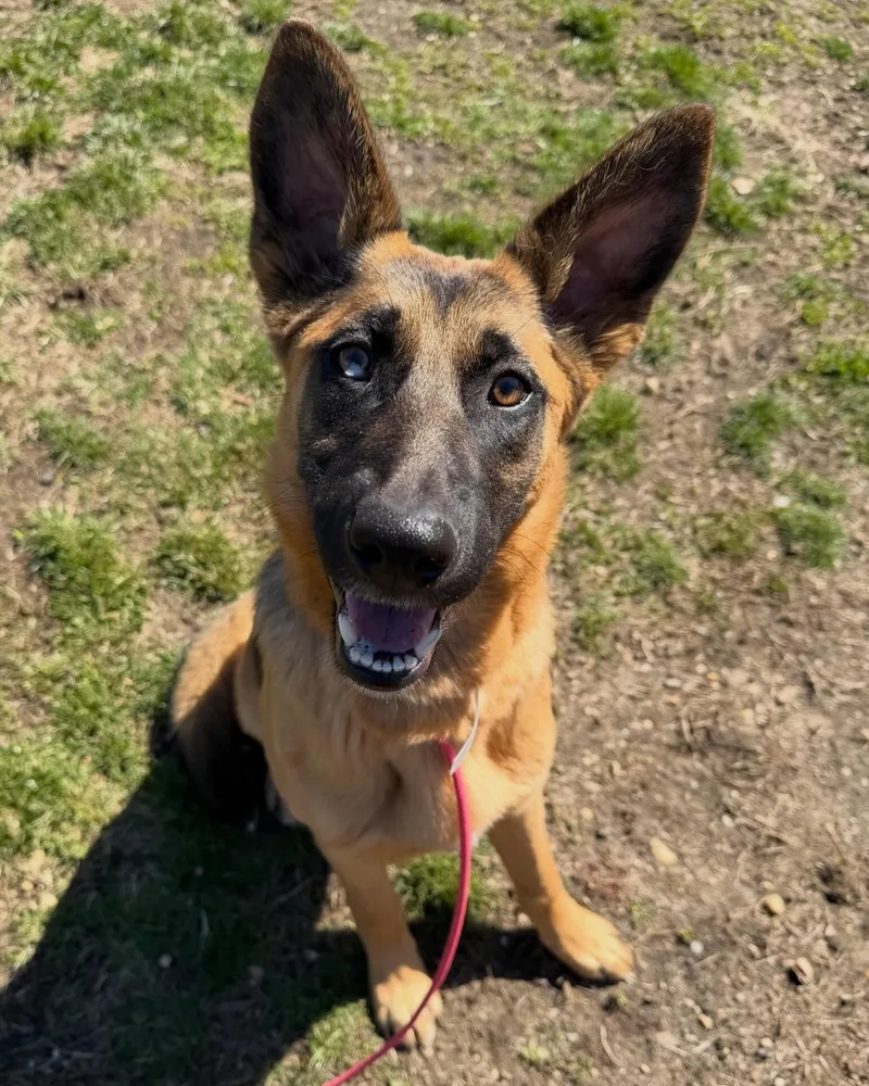 A baby medium-sized female Shepherd dog named Zoey Tag for adoption in Central Islip, NY