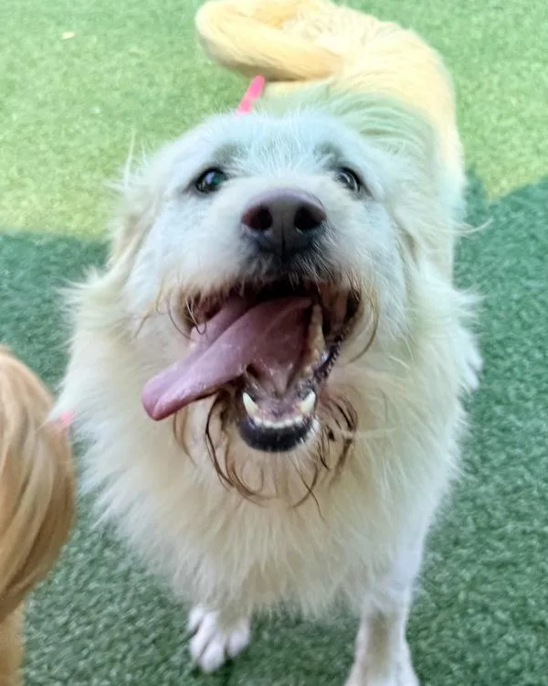 An adult medium-sized male Labradoodle dog named Winston for adoption in Canton, GA