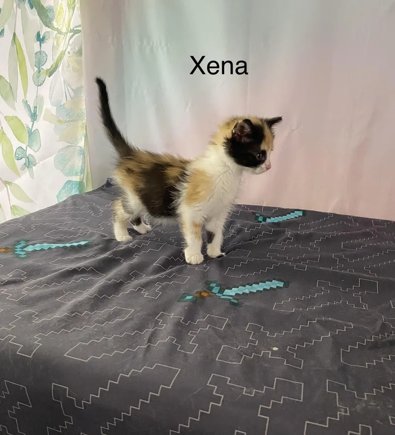 A baby medium-sized female Calico cat named Xena for adoption in Macomb, MI