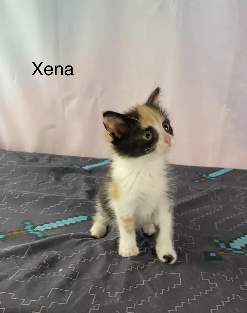 Xena thumbnail 2