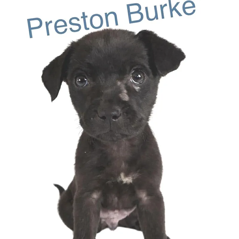 Preston Burke thumbnail 2