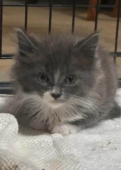 A baby small-sized male Domestic Long Hair cat named Husker for adoption in Ringoes, NJ