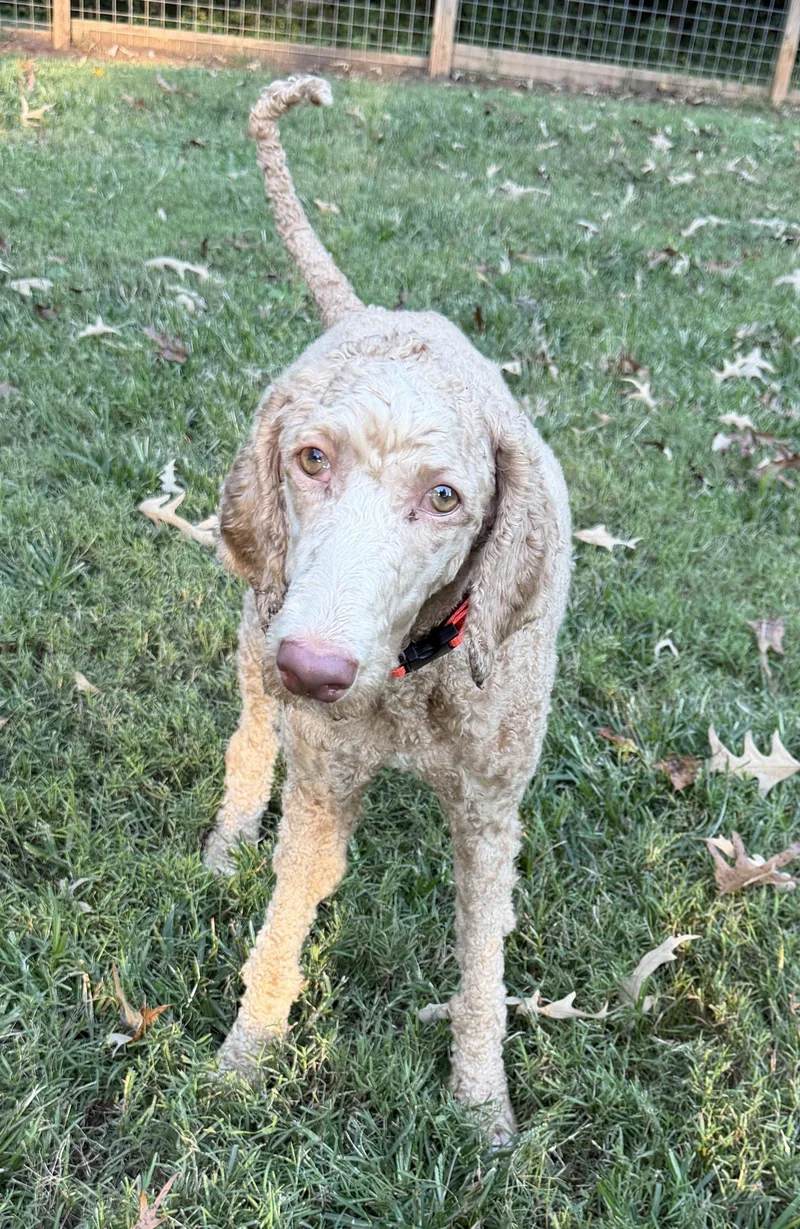 An adult large-sized female Standard Poodle dog named Dolly Sep for adoption in Pacolet, SC