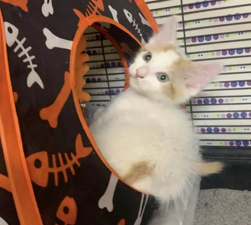 A baby small-sized male Domestic Short Hair cat named Robin for adoption in Wasilla, AK