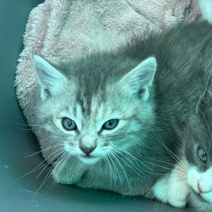 A baby small-sized female Gray / Blue / Silver Domestic Short Hair cat named Tilly for adoption in Willows, CA