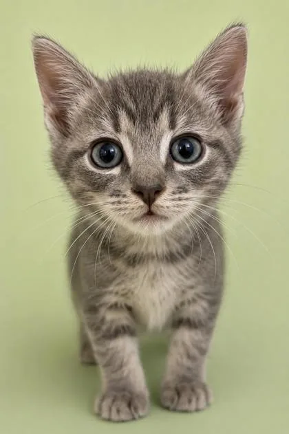 A baby small-sized female Domestic Short Hair cat named Doja Cat for adoption in Cumming, GA