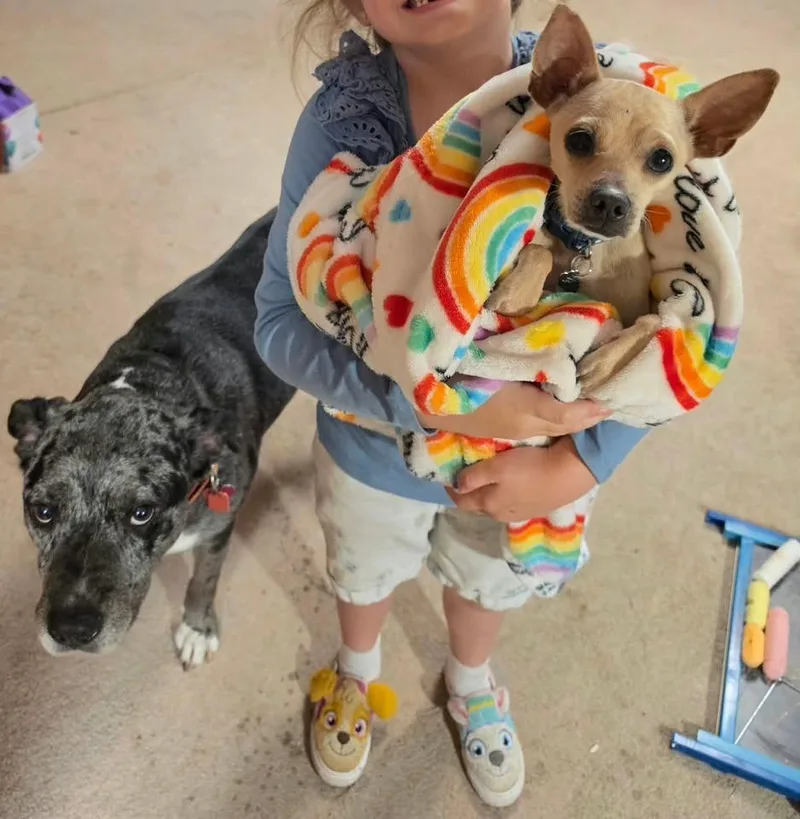 A young small-sized male Chihuahua dog named Cooper for adoption in Boston, MA