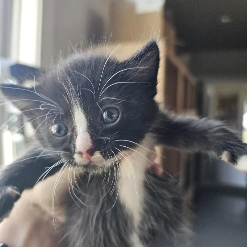 A baby small-sized female Black Domestic Short Hair cat named Lois for adoption in Fredericksburg, TX