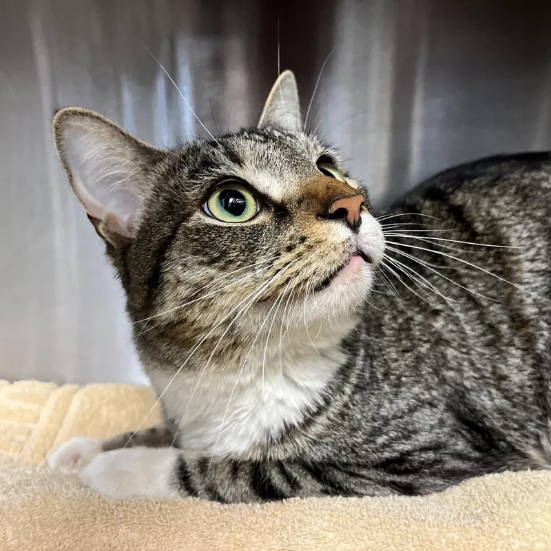 An adult medium-sized male Brown / Chocolate Domestic Short Hair cat named Hawthorn for adoption in Pittsburgh, PA