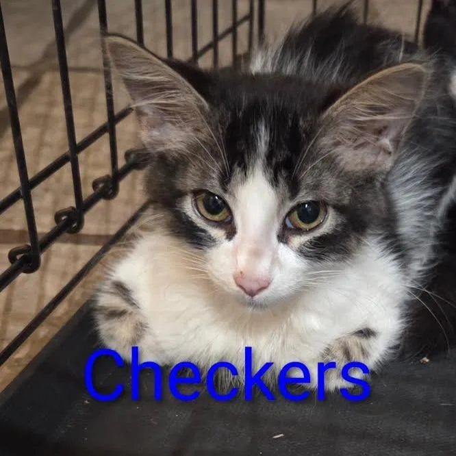 Checkers