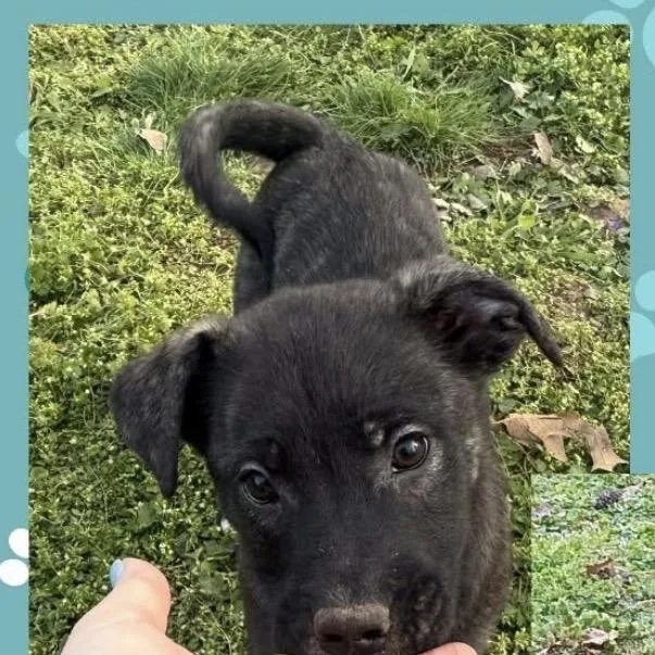 A baby small-sized female Black Mixed Breed dog named Rosie for adoption in Dover, NH
