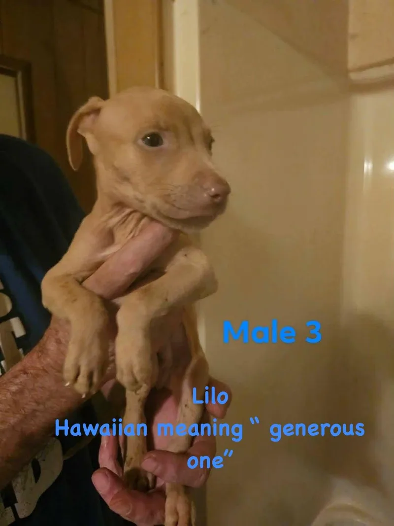 A baby medium-sized male Weimaraner dog named Lilo for adoption in Clinton, WI