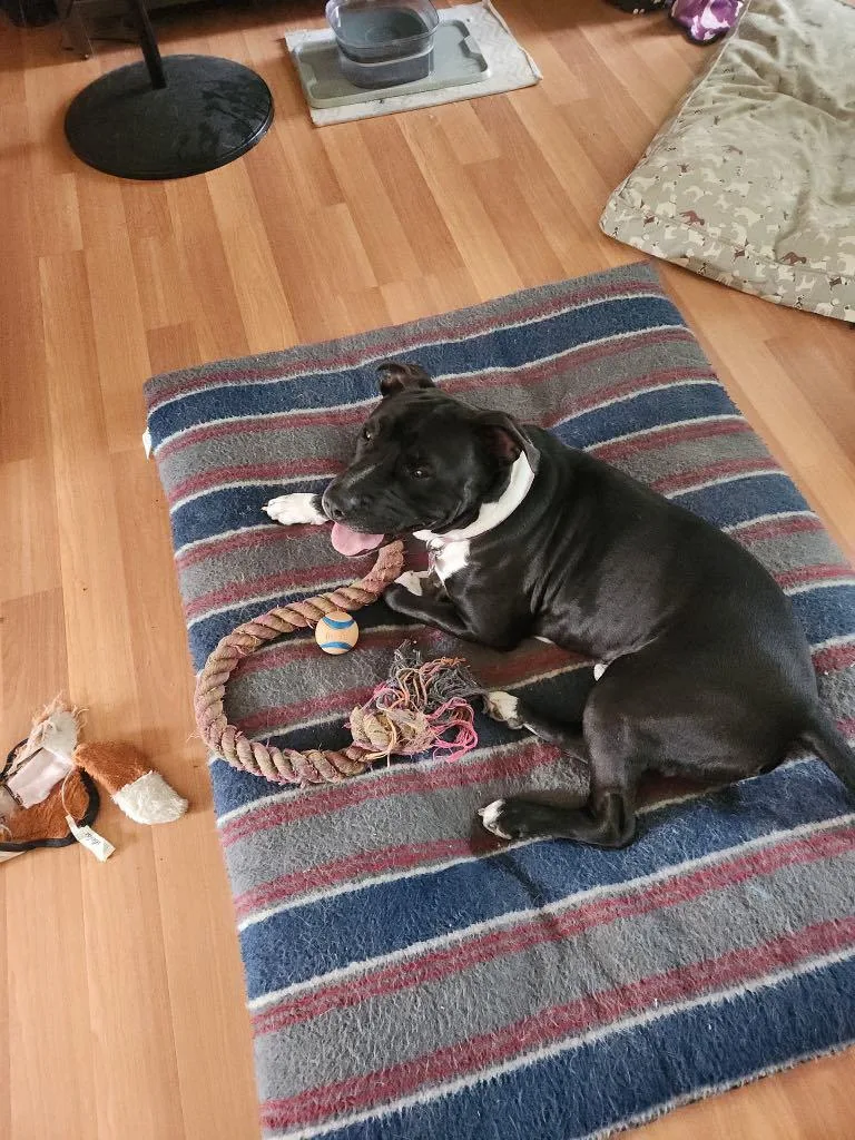 Bear Bear thumbnail 3