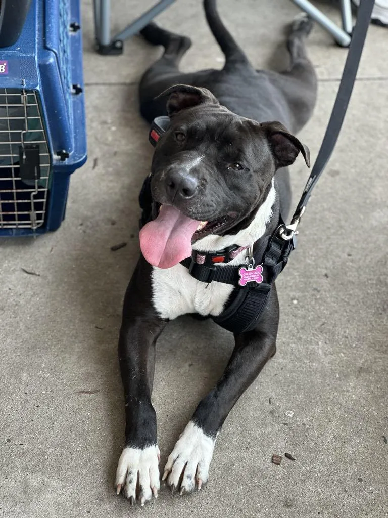 Bear Bear thumbnail 5