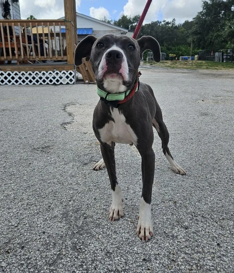 Sunshine Mimosa Ginger Ale
