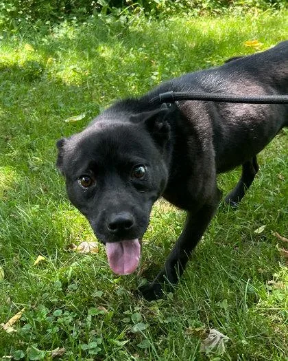 An adult medium-sized male Pit Bull Terrier dog named Mowgli for adoption in Elmira, NY